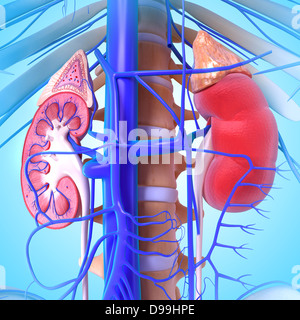 Anatomie du rein vue intérieure sous une forme différente Banque D'Images