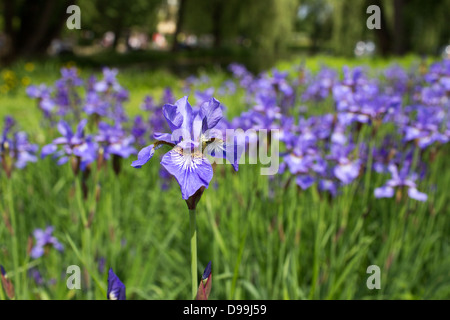 Détail d'un iris fleur avec foule champs de fleurs. Banque D'Images