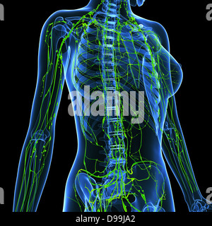 Système lymphatique du corps féminin Banque D'Images