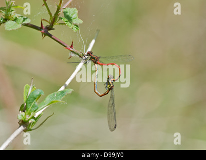 Grande Libellule Pyrrhosoma nymphula (rouge) l'accouplement en Posistion de roue. L'île de Brownsea. Le Dorset. Uk Banque D'Images