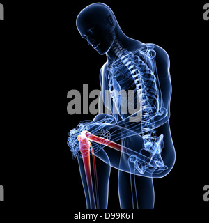 Anatomie de l'homme une douleur au genou Banque D'Images