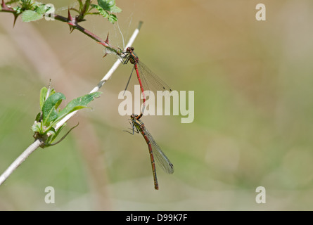 Grande Demoiselle Rouge Pyrrhosoma nymphula (paire) adulte mâle, femelle holding avec l'abdomen avant l'accouplement. Le Dorset. UK Banque D'Images