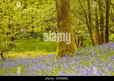 Bluebells Millers de bois, près de à Colton dans le Lake District, Cumbria. Banque D'Images