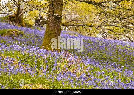 Bluebells Millers de bois, près de à Colton dans le Lake District, Cumbria. Banque D'Images