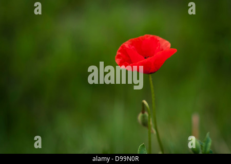 Libre d'un coquelicot rouge contre l'herbe verte en Toscane, Italie Banque D'Images