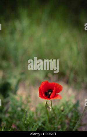 Libre d'un coquelicot rouge contre l'herbe verte en Toscane, Italie Banque D'Images