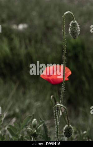 Libre d'un coquelicot rouge contre l'herbe verte en Toscane, Italie Banque D'Images