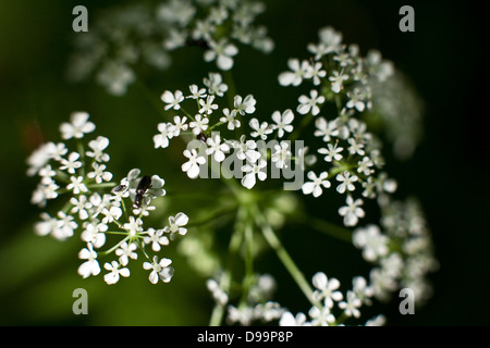 Anthriscus sylvestris, connu sous le nom de vache persil, cerfeuil sauvage, wild beaked parsley, Keck, ou Queen Anne's lace dans closeup Banque D'Images