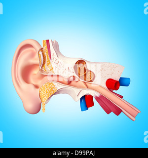 Anatomie de l'oreille humaine Banque D'Images