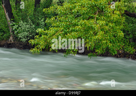 Le ruisseau Blakiston Waterton Lakes National Park Alberta Canada Banque D'Images