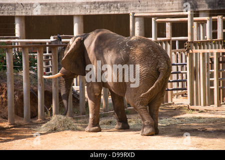 Foin de l'alimentation de l'éléphant dans un zoo Banque D'Images