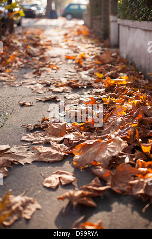 Londres Automne avion part sur le terrain en lumière du soir Banque D'Images