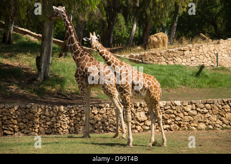 Une paire de girafes dans un parc Banque D'Images