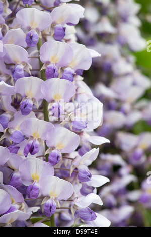 Wisteria floribunda à fleurs Banque D'Images