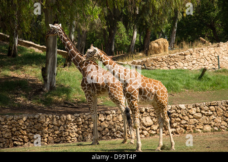 Une paire de girafes dans un parc Banque D'Images