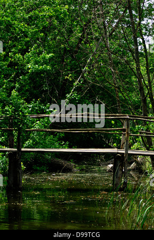 Vieux pont en bois primitive sur sentier à travers la forêt sauvage à été journée ensoleillée. Banque D'Images