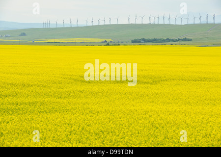 La floraison du canola et de l'éoliennes sur Cowley Cowley Ridge, Alberta Canada Banque D'Images