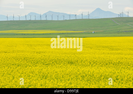 La floraison du canola et de l'éoliennes sur Cowley Cowley Ridge, Alberta Canada Banque D'Images