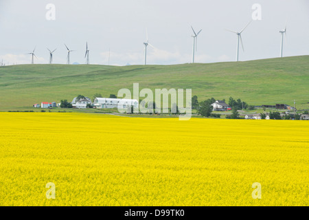 La floraison du canola et de l'éoliennes sur Cowley Cowley Ridge, Alberta Canada Banque D'Images