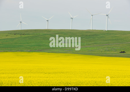 La floraison du canola et de l'éoliennes sur Cowley Cowley Ridge, Alberta Canada Banque D'Images