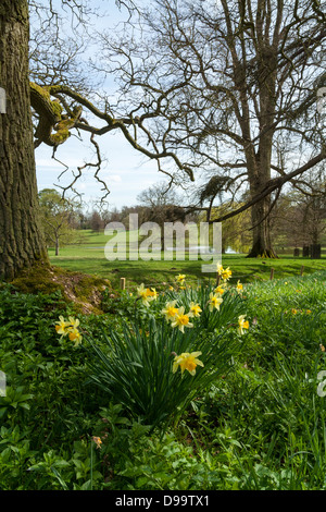 Printemps jonquilles dans une forêt avec un lac à l'arrière-plan. Pris au château d'Ashby Gardens, Northamptonshire, Angleterre Banque D'Images