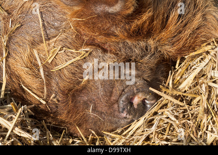 Un KuneKune golden pig endormi et ronflant bruyamment dans son lit de paille Banque D'Images