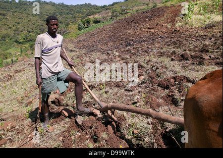 Un homme est labourer le sol à la plantation à l'aide de boeufs en Éthiopie. Banque D'Images