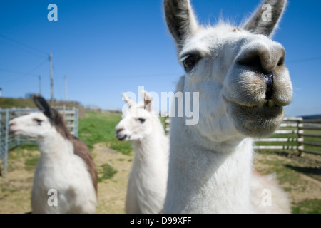 Trois lamas (Lama glama) dans un champ sur une ferme au Royaume-Uni Banque D'Images