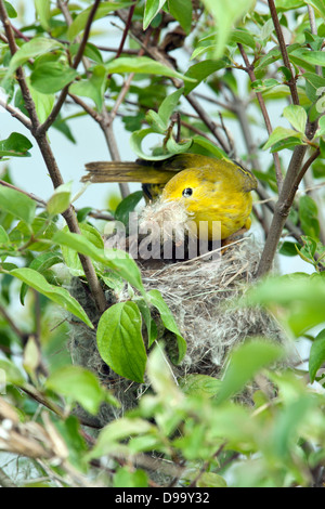 Nid de bâtiment de la Paruline jaune - oiseau vertical ornithologie ornithologie Sciences nature Environnement faunique Banque D'Images