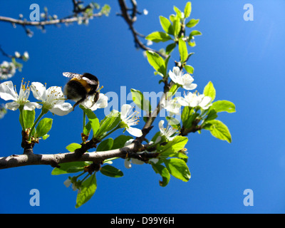 L'image de bumblebee portant sur le blossoming cherry Banque D'Images