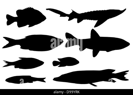 L'image de silhouettes de divers types de poissons Banque D'Images