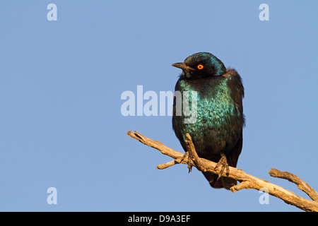 Red-shouldered Glossy Starling, Red-shouldered Glossy-Starling Rotschulter-Glanzstar, Lamprotornis nitens, Banque D'Images