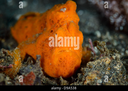 Un poisson grenouille peint orange, antennarius pictus, du Détroit de Lembeh Banque D'Images