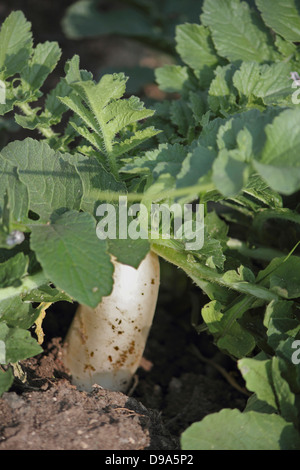 Légumes verts Raphanus sativus Radis blanc growing in field, Maharashtra, Inde Banque D'Images