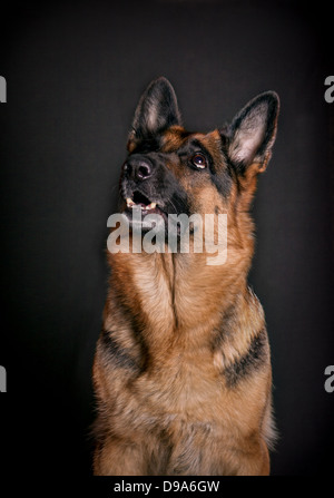Portrait d'un beau berger allemand adultes sur un fond sombre. studio Banque D'Images
