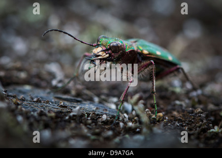 Green Tiger Beetle Banque D'Images