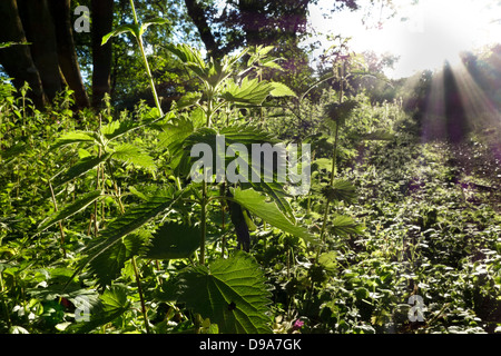 Ortie Urtica dioica dans le bois Banque D'Images