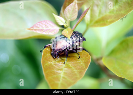 Une échelle noire, les insectes se trouvent sur les feuilles des plantes. Banque D'Images