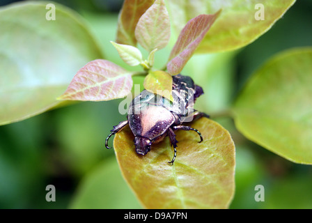 Une échelle noire, les insectes se trouvent sur les feuilles des plantes. Banque D'Images