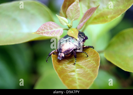 Une échelle noire d'insectes, de se coucher sur le ventre, plantes, feuilles, feuille, nature, animaux, insectes Banque D'Images