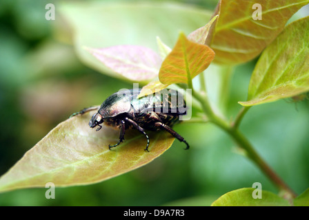 Une échelle noire, les insectes se trouvent sur les feuilles des plantes. Banque D'Images