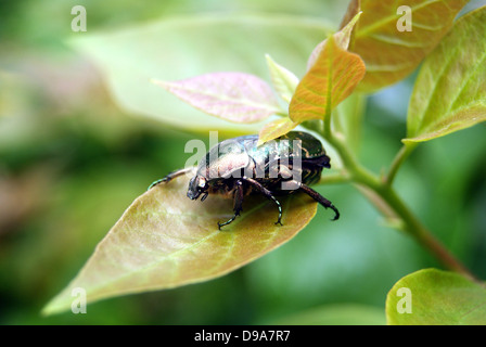 Une échelle noire, les insectes se trouvent sur les feuilles des plantes. Banque D'Images