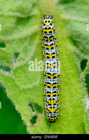 Mullein moth chenille se nourrit de grande molène (Verbascum thapsus) Dorset, UK Juin 2011 Banque D'Images