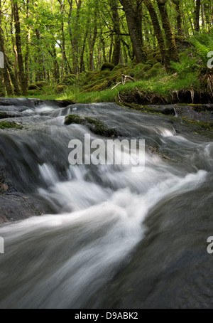 Venford Brook. L'eau et les roches. Le Dartmoor, dans le Devon, Angleterre Banque D'Images