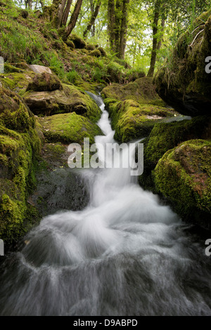 Venford Brook. L'eau et les roches. Le Dartmoor, dans le Devon, Angleterre Banque D'Images