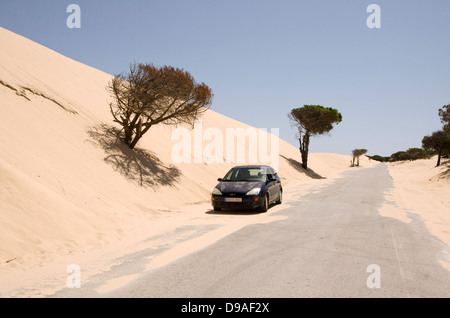 Route à travers les dunes de sable de la plage de Punta Paloma avec pins en pierre, près de Tarifa, Andalousie, espagne. Banque D'Images