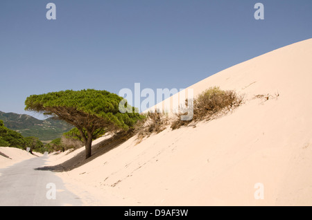 Route à travers les dunes de sable de la plage de Punta Paloma avec pins en pierre, près de Tarifa, Andalousie, espagne. Banque D'Images