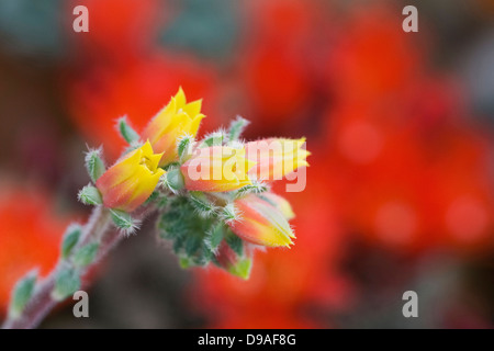 Echeveria setosa fleur. Pétard mexicain plante. Banque D'Images