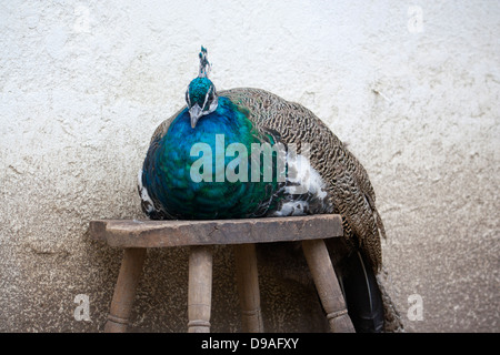 Paons Indiens paon Pavo cristatus assis assis sur le tabouret en bois avec des murs blanchis à la chaux en arrière-plan Banque D'Images