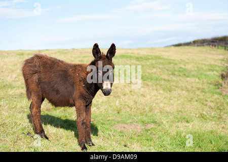 Un jeune âne sauvé au Donkey Sanctuary dans Liscarroll République d'Irlande. Banque D'Images